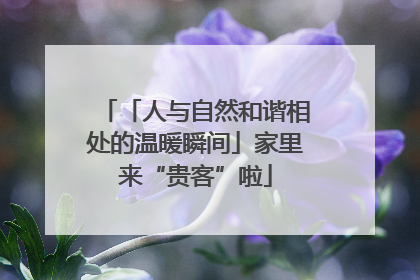 「人与自然和谐相处的温暖瞬间」家里来“贵客”啦