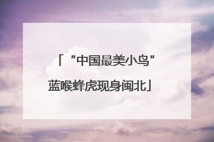 “中国最美小鸟”蓝喉蜂虎现身闽北