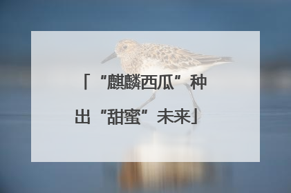 “麒麟西瓜”种出“甜蜜”未来