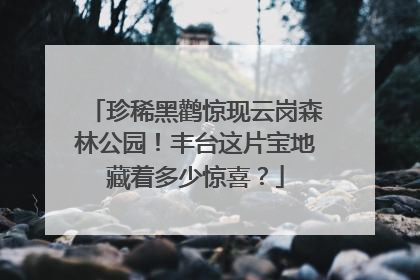 珍稀黑鹳惊现云岗森林公园！丰台这片宝地藏着多少惊喜？