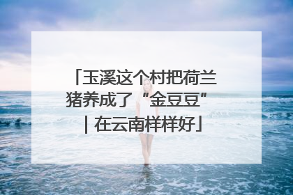 玉溪这个村把荷兰猪养成了“金豆豆”｜在云南样样好