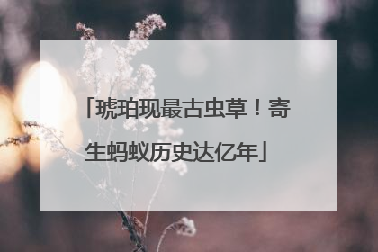 琥珀现最古虫草！寄生蚂蚁历史达亿年