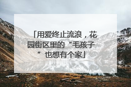 用爱终止流浪，花园街区里的“毛孩子”也想有个家