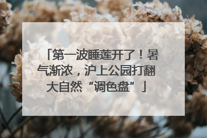 第一波睡莲开了！暑气渐浓，沪上公园打翻大自然“调色盘”