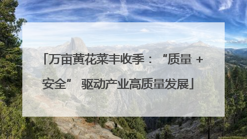 万亩黄花菜丰收季：“质量 + 安全” 驱动产业高质量发展