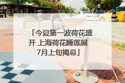 今夏第一波荷花盛开 上海荷花睡莲展7月上旬揭幕