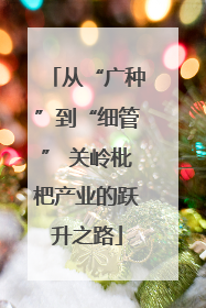 从“广种”到“细管” 关岭枇杷产业的跃升之路