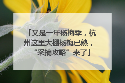 又是一年杨梅季，杭州这里大棚杨梅已熟，“采摘攻略”来了