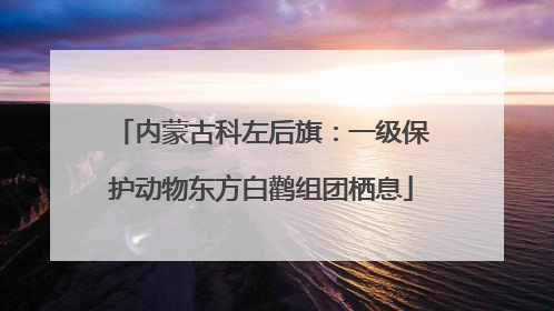 内蒙古科左后旗：一级保护动物东方白鹳组团栖息