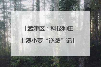 孟津区：科技种田 上演小麦“逆袭”记