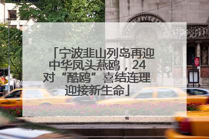 宁波韭山列岛再迎中华凤头燕鸥，24对“酷鸥”喜结连理迎接新生命