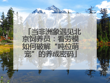 当非洲象遇见北京饲养员：看劳模如何破解“吨位萌宠”的养成密码
