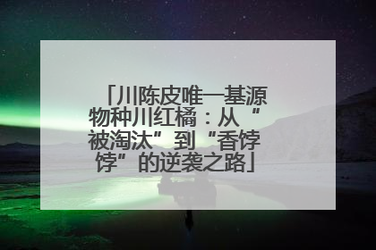 川陈皮唯一基源物种川红橘：从“被淘汰”到“香饽饽”的逆袭之路