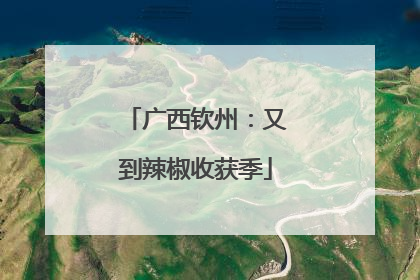 广西钦州：又到辣椒收获季