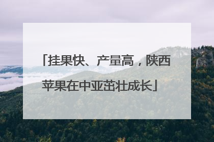 挂果快、产量高，陕西苹果在中亚茁壮成长