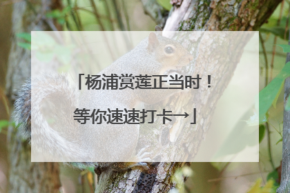 杨浦赏莲正当时！等你速速打卡→