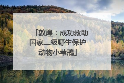 敦煌：成功救助国家二级野生保护动物小苇鳽