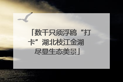 数千只须浮鸥“打卡”湖北枝江金湖 尽显生态美景