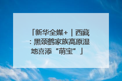 新华全媒+｜西藏：黑颈鹤家族高原湿地喜添“萌宝”