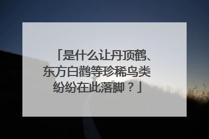 是什么让丹顶鹤、东方白鹳等珍稀鸟类纷纷在此落脚？