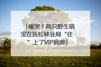 暖哭！两只野生萌宝在抚松林业局“住”上了VIP病房
