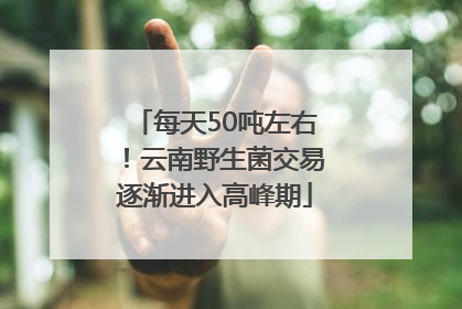 每天50吨左右！云南野生菌交易逐渐进入高峰期