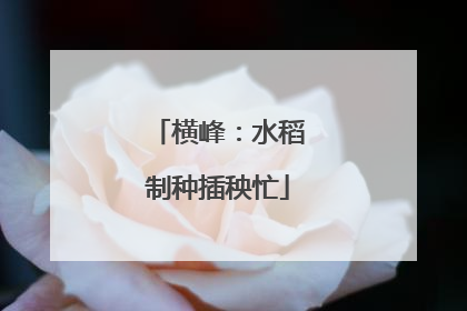横峰：水稻制种插秧忙