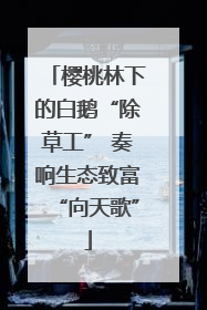 樱桃林下的白鹅“除草工” 奏响生态致富“向天歌”