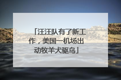 汪汪队有了新工作，美国一机场出动牧羊犬驱鸟