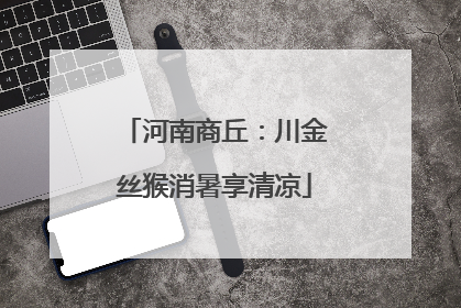 河南商丘：川金丝猴消暑享清凉