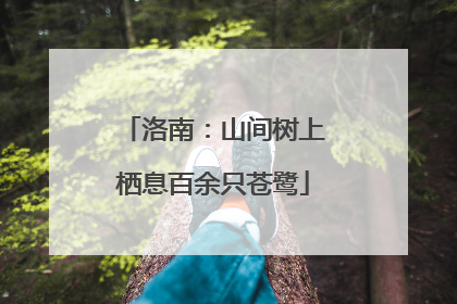 洛南：山间树上栖息百余只苍鹭