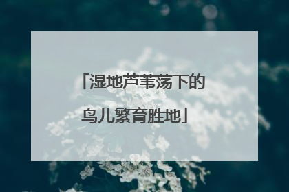 湿地芦苇荡下的鸟儿繁育胜地