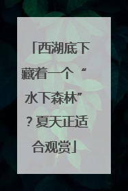 西湖底下藏着一个“水下森林”？夏天正适合观赏
