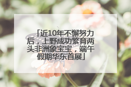 近10年不懈努力后，上野成功繁育两头非洲象宝宝，端午假期华东首展