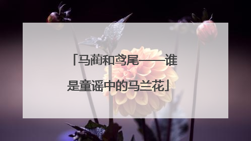 马蔺和鸢尾——谁是童谣中的马兰花