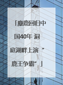 麋鹿回归中国40年 洞庭湖畔上演“鹿王争霸”