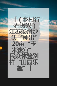 （乡村行·看振兴）江苏扬州沙头“种出”20亩“玉米迷宫” 民众体验别样“田园乐趣”